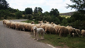 Får och bonde landskap