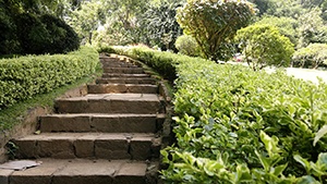 Trädgård Sri Lanka