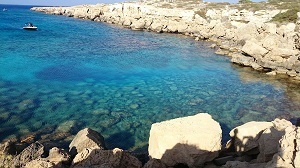 Fig tree bay