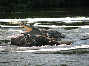 Krokodil i Gambia