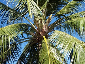 Palm vid stranden